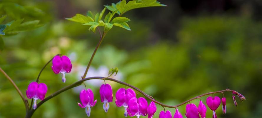 荷包牡丹花语是什么？了解其独特含义及象征意义？