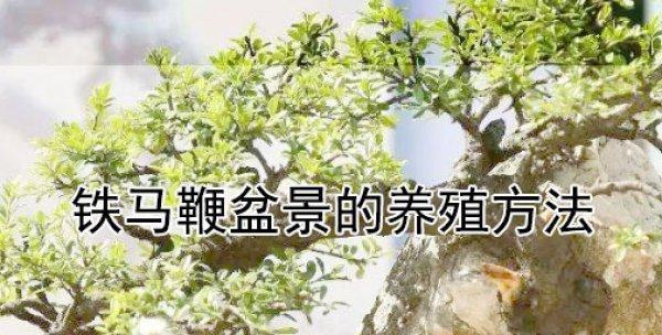 龙铁树繁殖方法有哪些？繁殖过程中需要注意什么？