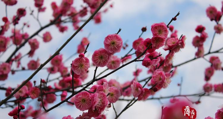 红梅花的花语代表什么？如何理解红梅花的含义？