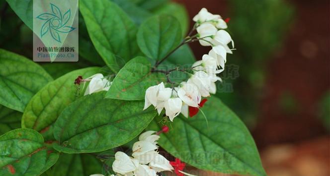 龙吐珠属于草本植物还是木本植物？如何区分？