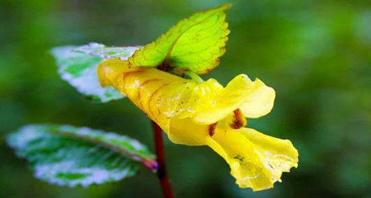 龙虾花开花月份与季节是什么时候？