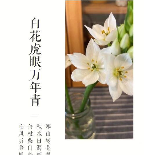 虎眼万年青的花语有哪些含义？