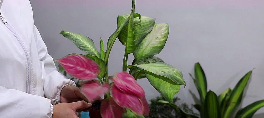 花叶万年青开花有什么寓意？常见问题解答