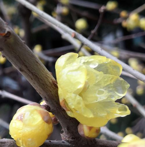 黄腊梅花花语是什么？如何用黄腊梅花表达情感？