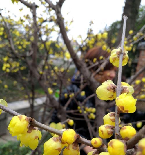 黄腊梅花花语是什么？如何用黄腊梅花表达情感？