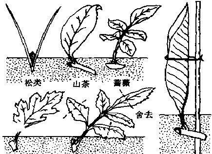 龙须树剪枝后如何扦插存活？枝条扦插的正确步骤是什么？