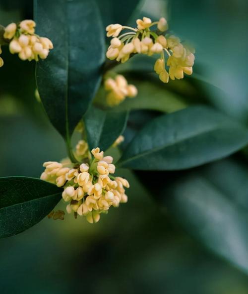 家里种桂花的寓意是什么意思？桂花象征着什么？