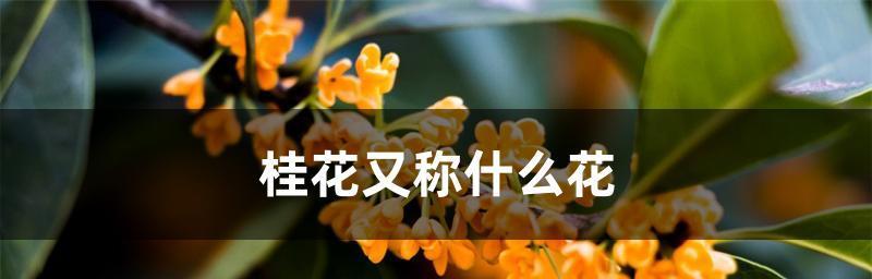 家里种桂花的寓意是什么意思？桂花象征着什么？