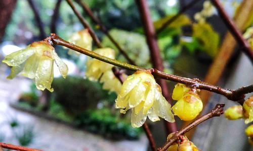 腊梅花的花语是爱心吗？腊梅花代表什么含义？