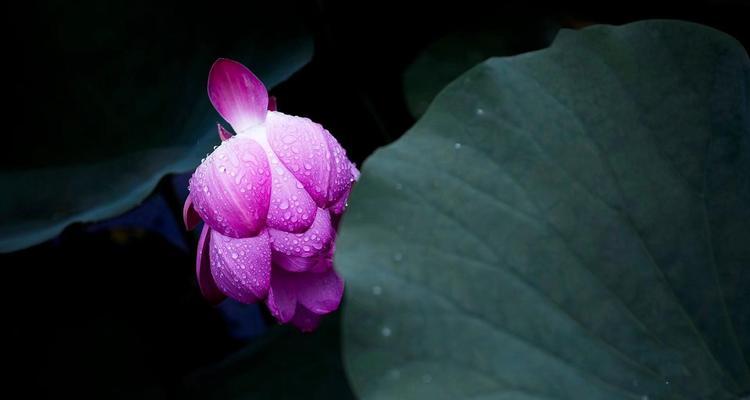 蓝荷花的花语是什么？如何用蓝荷花表达情感？