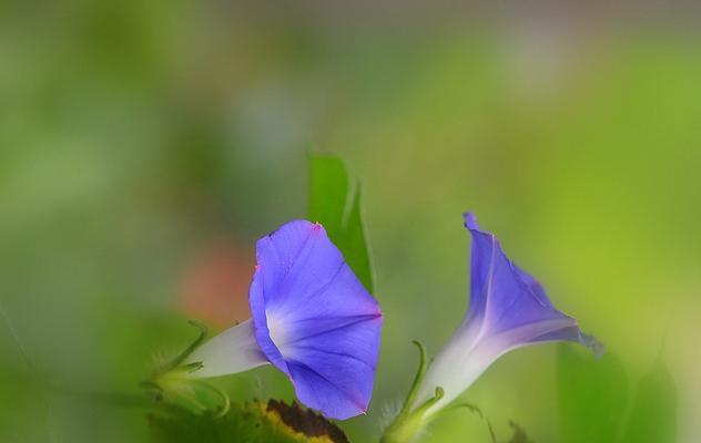 蓝色牵牛花花语有哪些含义？