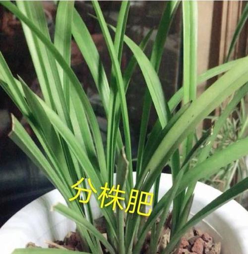 兰花复壮是什么意思？如何正确进行兰花复壮操作？