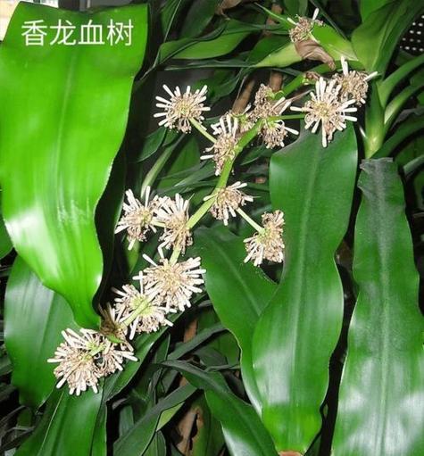 龙血树开花吗？养几年才开一次花？