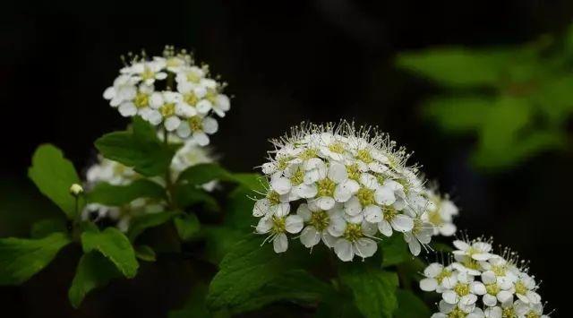 麻叶绣线菊花语是什么？如何正确解读其花语含义？