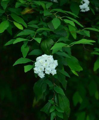 麻叶绣线菊花语是什么？如何正确解读其花语含义？