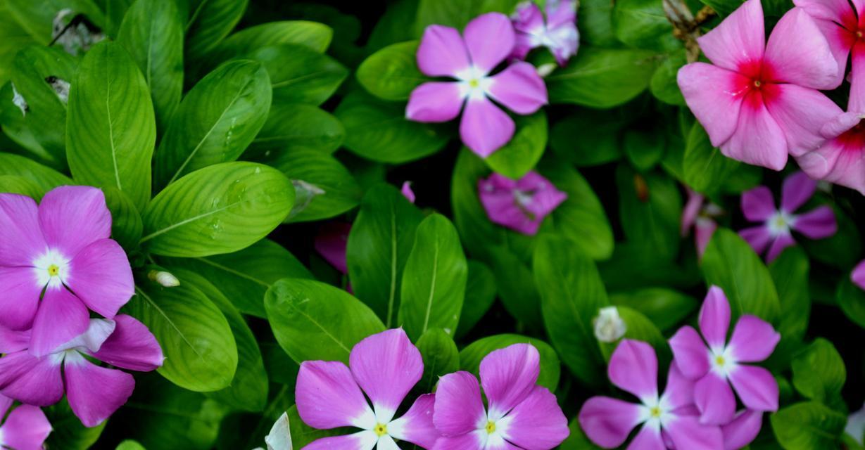 蔓长春花的花语有哪些含义？