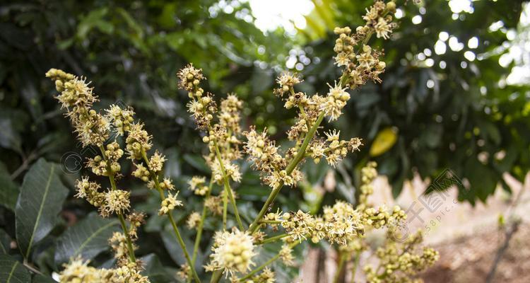 龙眼促花方法有哪些？技术要领是什么？