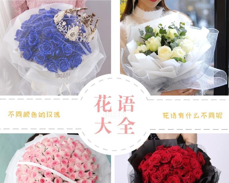 玫瑰花不同颜色代表什么花语？如何根据颜色选择玫瑰花？