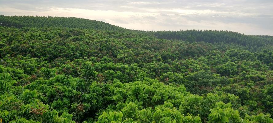 龙眼几年结果实？种植后多久能收获果实？