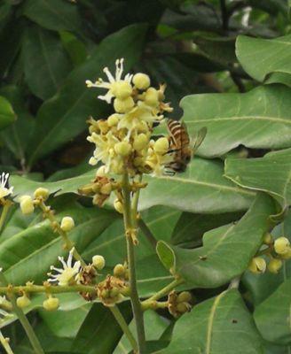 龙眼几年开花结果？如何促进其早开花早结果？