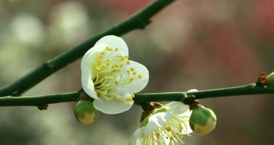 梅花的网名花语是什么意思？如何选择一个寓意美好的梅花网名？