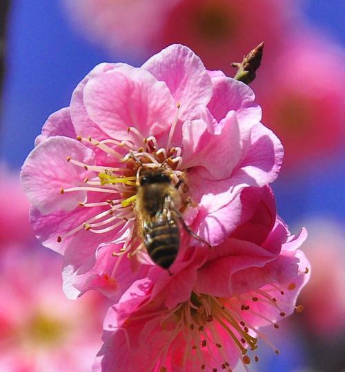 梅花花语是什么？梅花代表的含义有哪些？