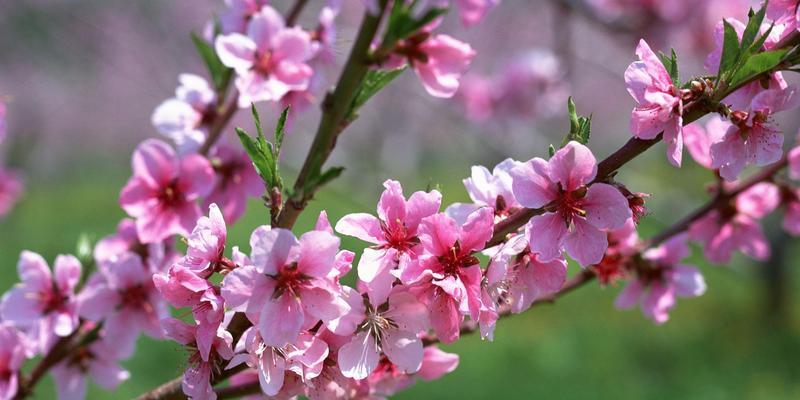 梅花先花后叶有什么寓意？梅花的花语和象征意义是什么？