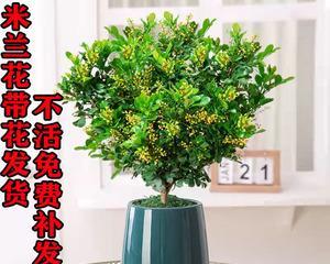 米兰花的花语是什么？米兰花有哪些特点？