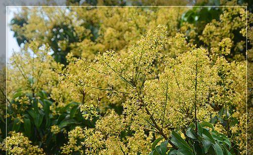 龙眼开花时间是什么时候？几月份开花最合适？