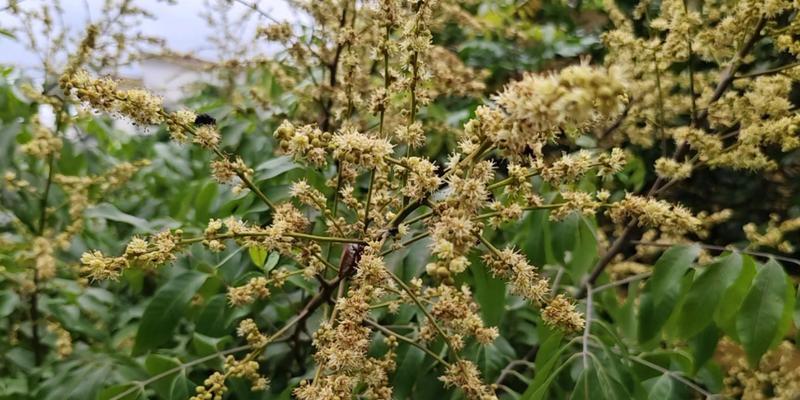 龙眼开花时间是什么时候？几月份开花最合适？