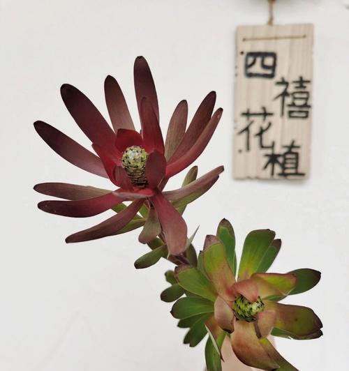 木百合的花语有哪些含义？