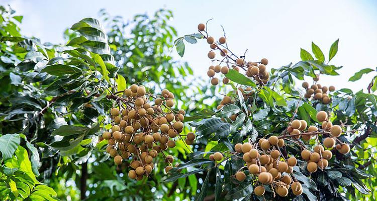 龙眼树不开花是什么原因？如何解决？