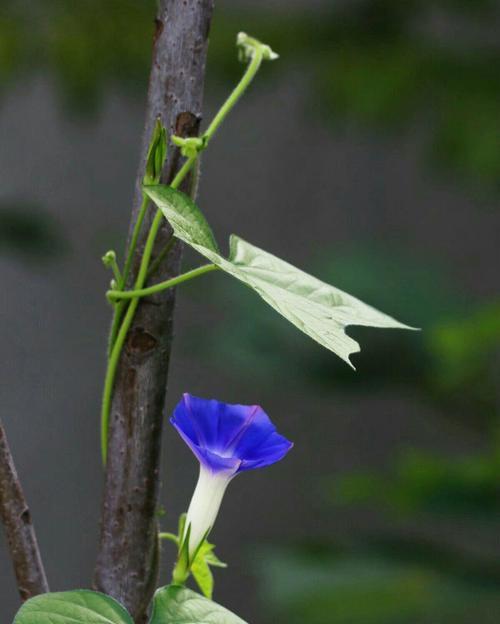 牵牛花的花语有哪些含义？