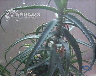 龙爪花放在卧室安全吗？需要注意什么？