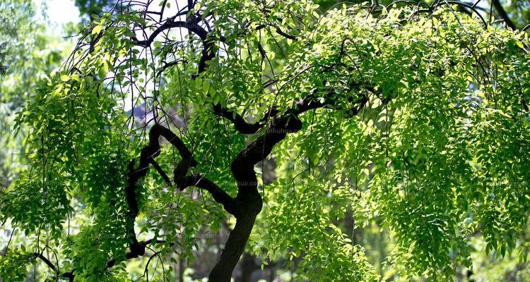 龙爪槐会开花吗？开花时是什么样的？