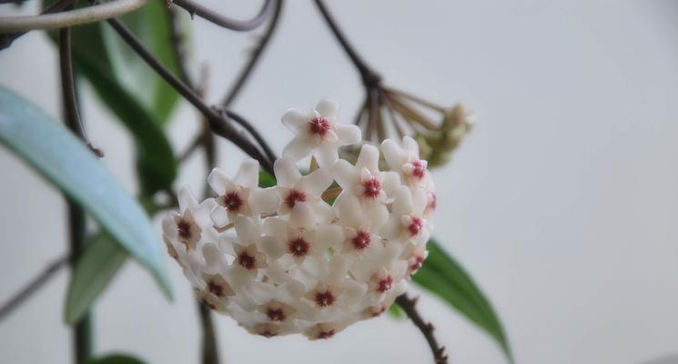 球兰花的象征意义是什么？如何正确解读球兰花的花语？