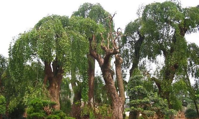 龙爪槐属于什么类型的植物？乔木还是灌木？