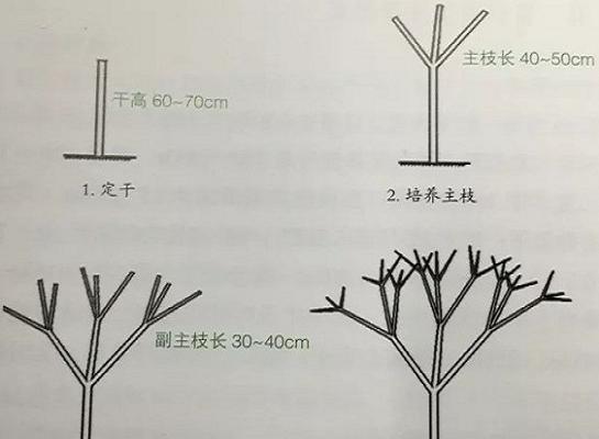 龙爪槐修剪方法是什么？如何正确修剪龙爪槐？