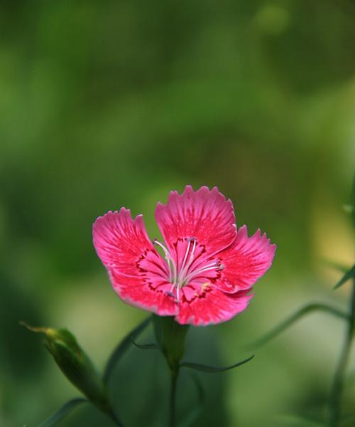 日本石竹花语有哪些含义？