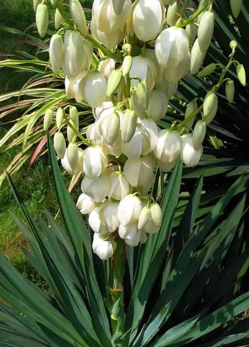 龙爪菊开花时间是多久？种植后多久能见到花？