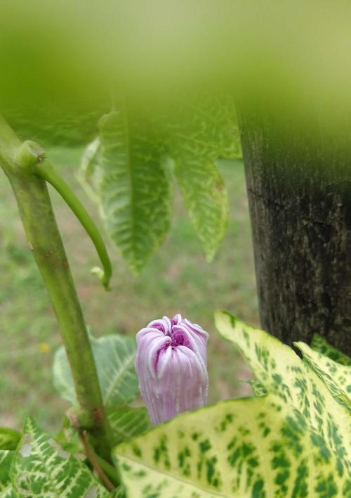 龙爪植物需要阳光吗？如何正确养护？