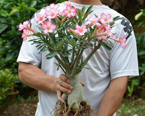 沙漠玫瑰花语是什么？如何正确解读沙漠玫瑰的花语含义？