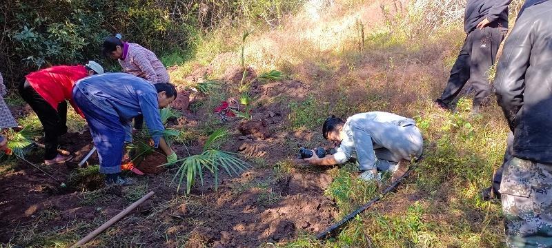 龙棕属于什么植物类别？它有哪些独特特征？