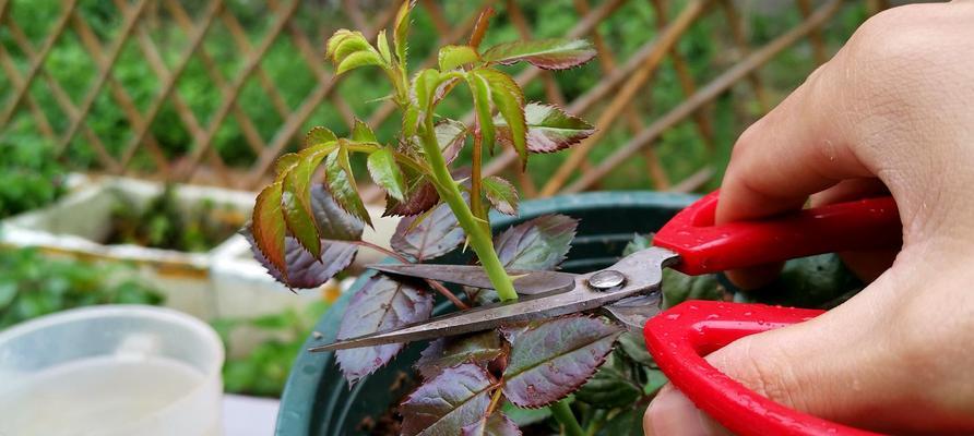 室内养的月季叫什么意思？如何正确命名室内种植的月季花？