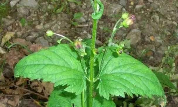 芦根是哪种植物的根？芦根的药用价值有哪些？