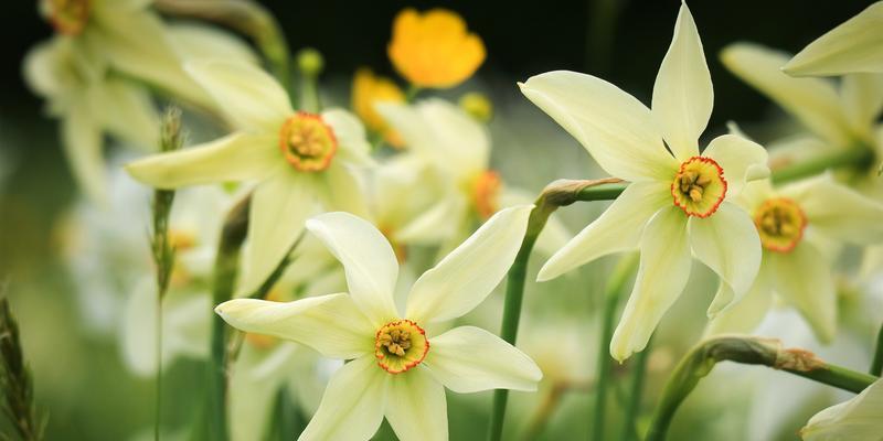 水仙开花代表什么？水仙花语有哪些常见问题解答？