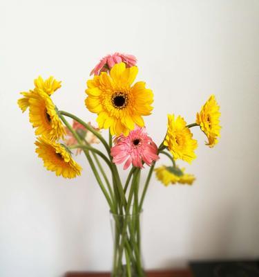 太阳花有哪些特性？它的花语是什么意思？