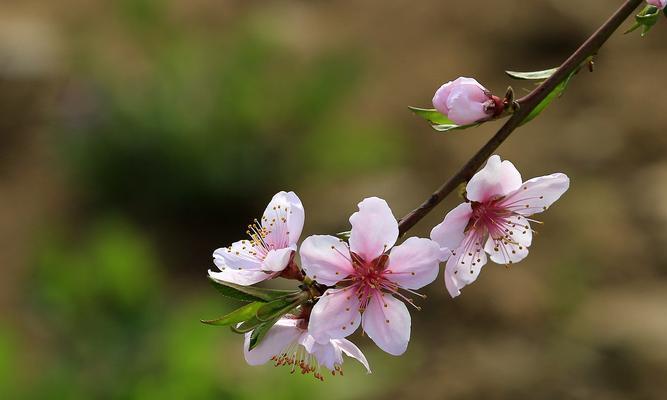 桃花的花语是什么？如何用桃花表达爱意？