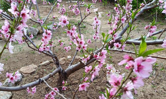 桃花的花语是什么？如何用桃花表达爱意？