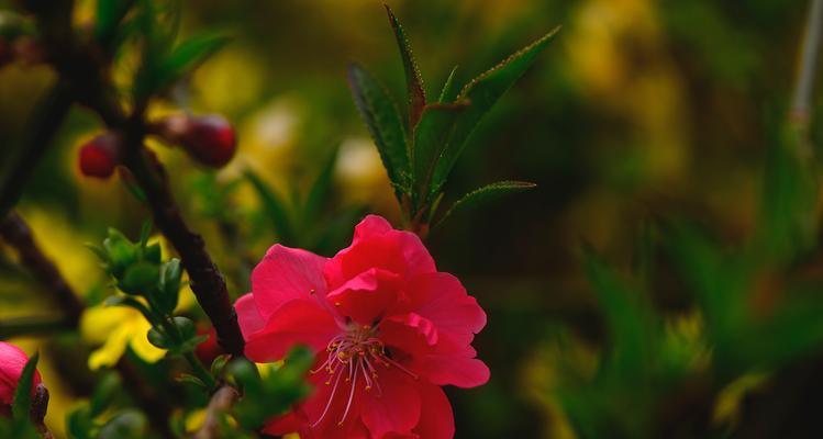 桃花的花语是什么？如何用桃花表达爱意？